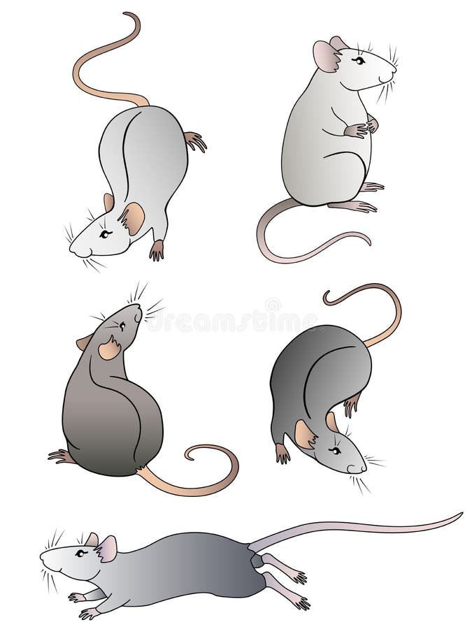 Rat Ilustrações, Vetores E Clipart De Stock – (62,213 Stock Illustrations)