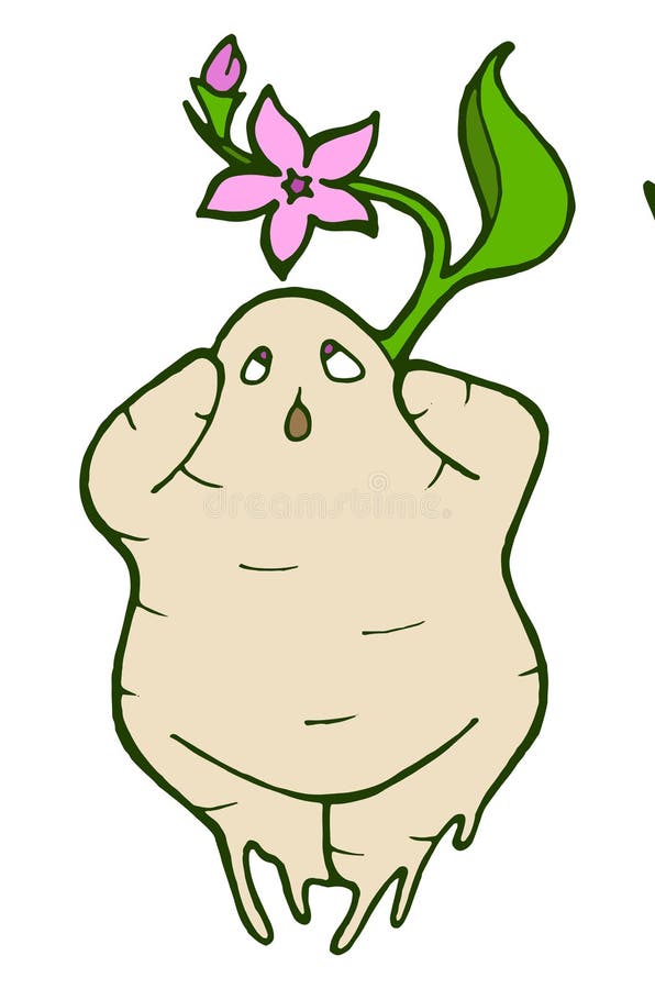 Mandragora Stock Illustrations – 279 Mandragora Stock Illustrations,  Vectors & Clipart - Dreamstime