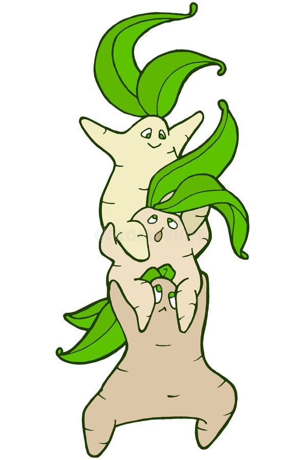 Mandragora Stock Illustrations – 279 Mandragora Stock Illustrations,  Vectors & Clipart - Dreamstime