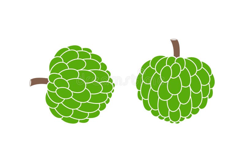 Custard Apple Stock Illustrations 398 Custard Apple Stock Illustrations Vectors Clipart Dreamstime