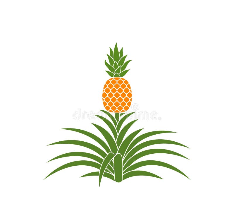 Pineapple Plant. Isolated Pineapple on White Background Stock Vector