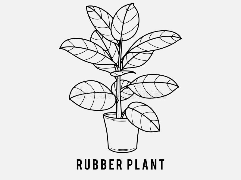 Hand Drawn Rubber Plant. Indoor Plant in a Jar. Scandinavian Style Illustration with Monstera