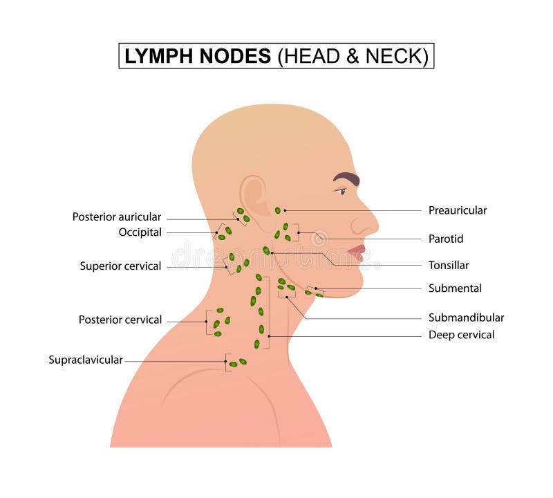 Head Lymph Nodes Stock Illustrations 447 Head Lymph Nodes Stock