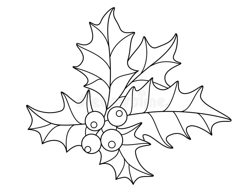 Holly Leaves and Berries - Vector Linear Illustration for Coloring
