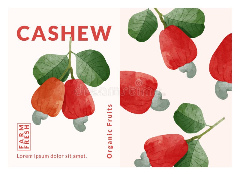 Cashew fruit packaging design templates, watercolour style vector illustration. stock image