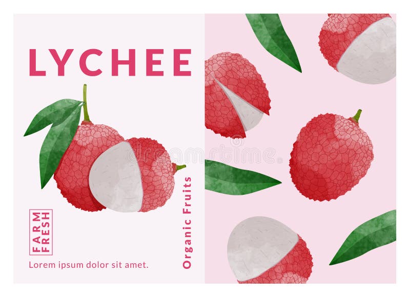 Lychee fruit packaging design templates, watercolour style vector illustration. royalty free stock images
