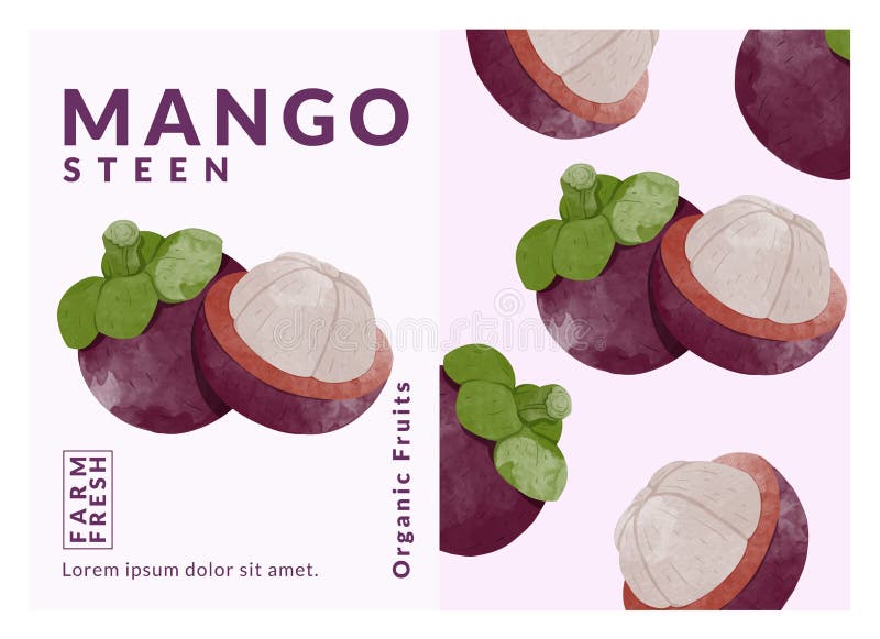 Mangosteen packaging design templates, watercolour style vector illustration. stock photography