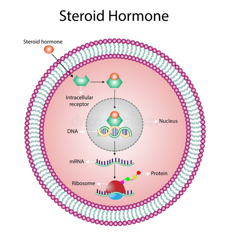 Ribosome Stock Illustrations 863 Ribosome Stock Illustrations ribosome-stock-illustrations-863-ribosome-stock-illustrations