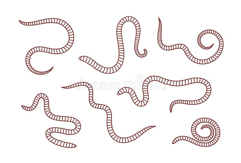 Earthworm Outline Stock Illustrations – 524 Earthworm Outline Stock  Illustrations, Vectors & Clipart - Dreamstime