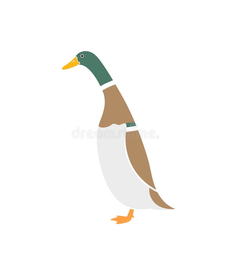 Runner Ducks Stock Illustrations 16 Runner Ducks Stock Illustrations, Vectors & Clipart