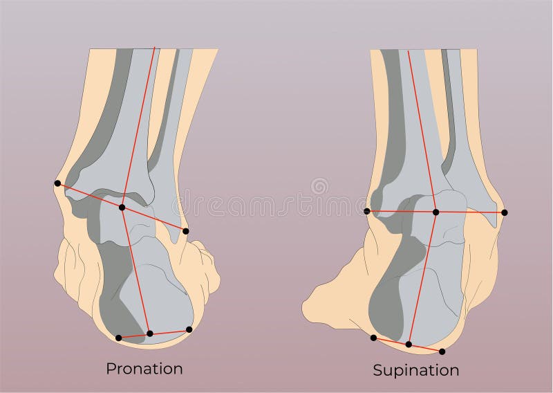 Supination Stock Illustrations – 121 Supination Stock