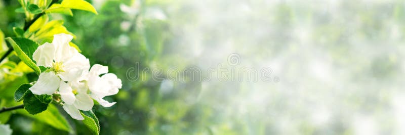 Web banner 3:1. Border from apple tree blossom. Spring background. Copy space