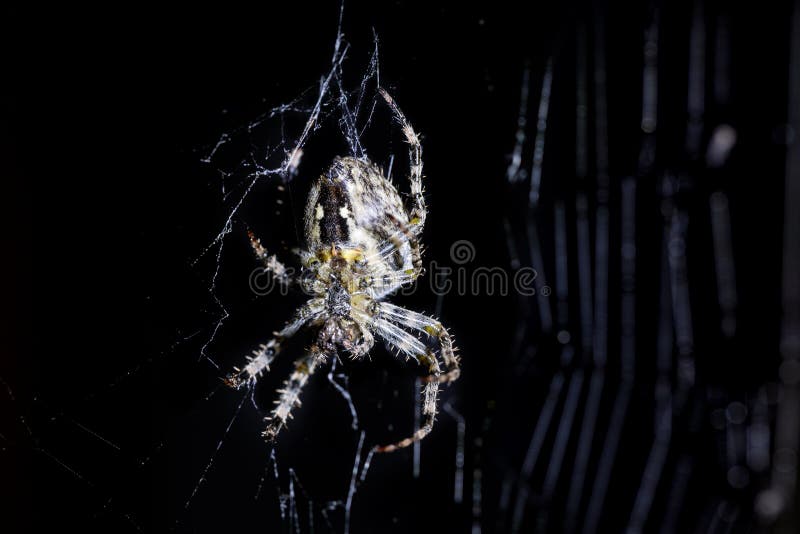 Web da aranha e do ` s da aranha no fundo preto Aracnídeo que escala a Web Imagem macro ascendente próxima do extremo fotografia de stock Web da aranha e do ` s da aranha no fundo preto Aracnídeo que escala a Web Imagem macro ascendente próxima do extremo fotografia de stock