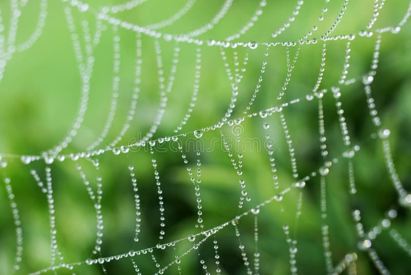 Web de aranha