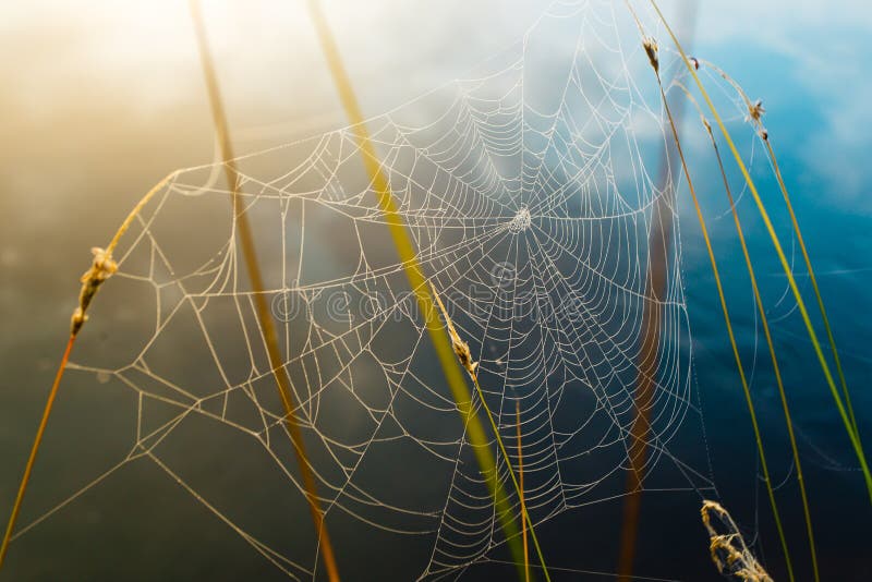 Web de aranha coberta em gotas de orvalho, fundo colorido imagens de stock royalty free Web de aranha coberta em gotas de orvalho, fundo colorido imagens de stock royalty free