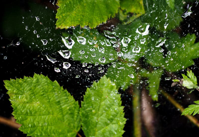 Web de aranha em gotas da ?gua ap?s a chuva fotos de stock Web de aranha em gotas da ?gua ap?s a chuva fotos de stock
