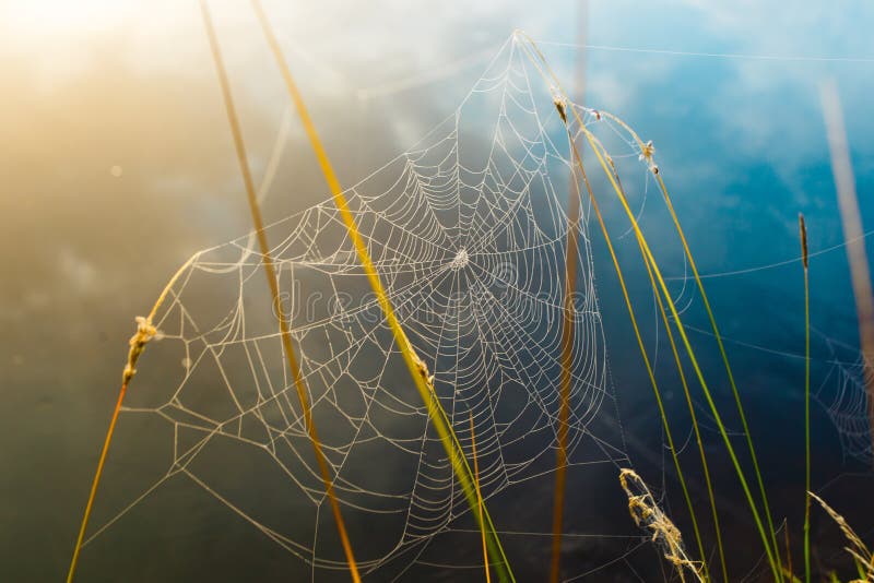Web de aranha frágil que pendura na grama coberta nas gotas de orvalho imagens de stock Web de aranha frágil que pendura na grama coberta nas gotas de orvalho imagens de stock