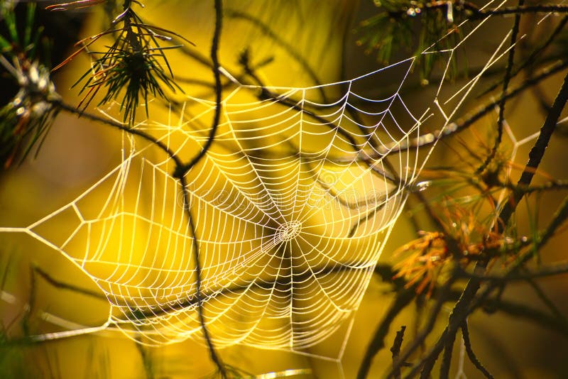 Cinco Elementos Do Espaço Da Terra Do Fogo Da água Do Ar Da Natureza Foto  de Stock - Imagem de vida, cinco: 137991884