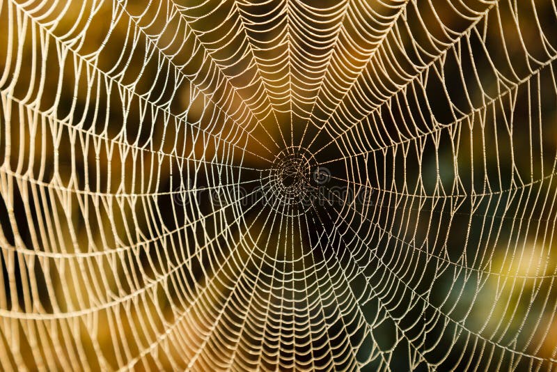 Web de araña foto de archivo Web de araña foto de archivo