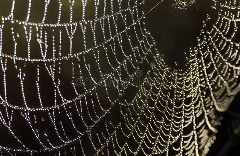 Web de araña