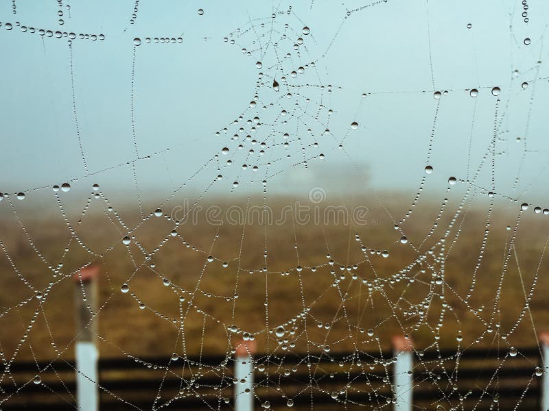 Web de araña con gotas de lluvia fotografía de archivo Web de araña con gotas de lluvia fotografía de archivo