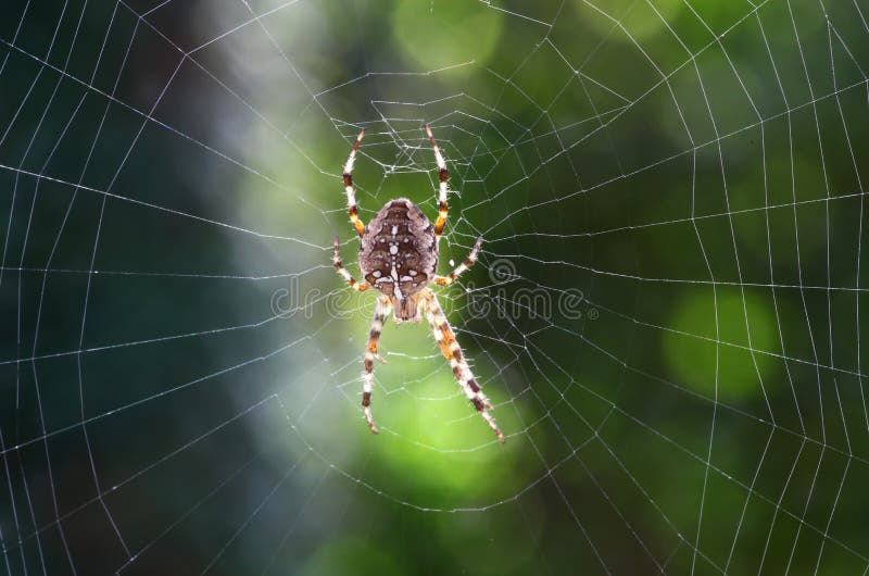 Web del ragno N