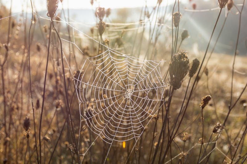 A web with dew drops on a dry thorn. Cobwebs in the morning light. Autumn brilliant natural background. The concept of late autumn. Vintage brown shades of autumn. Spider web Halloween