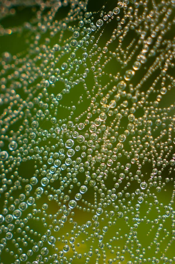 Web di ragno immagini stock Web di ragno immagini stock