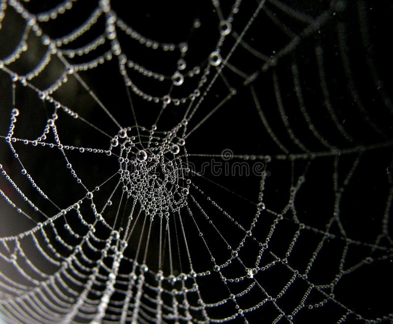 Web di ragno