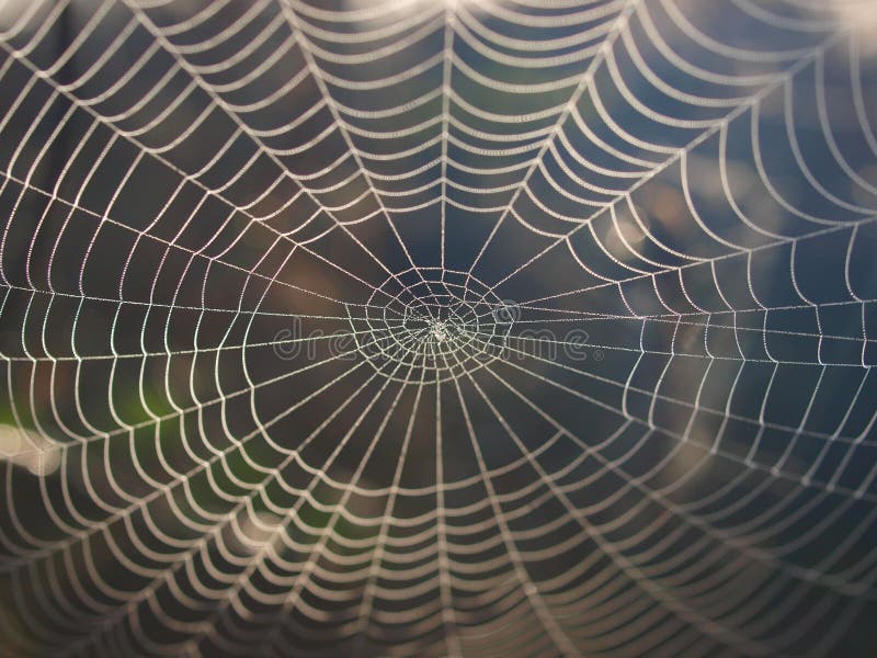 Web di ragno all'indicatore luminoso di mattina