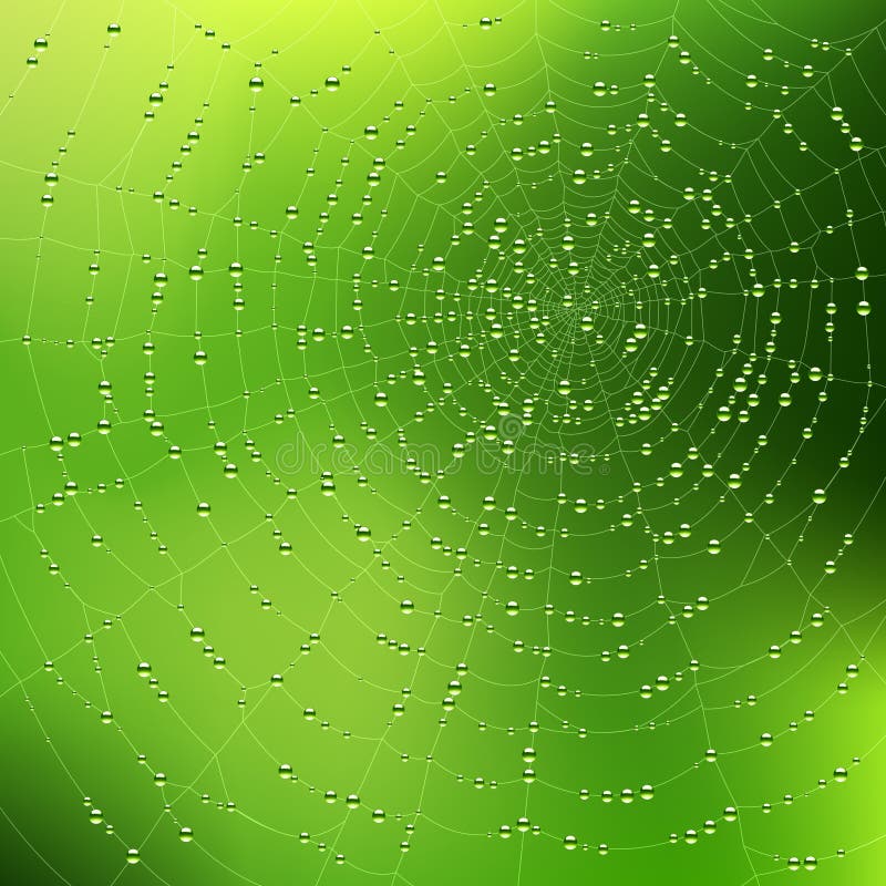 Web di ragno con le gocce di rugiada. Vettore.