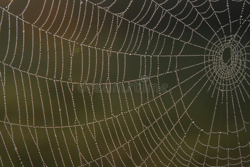 Web di ragno con rugiada