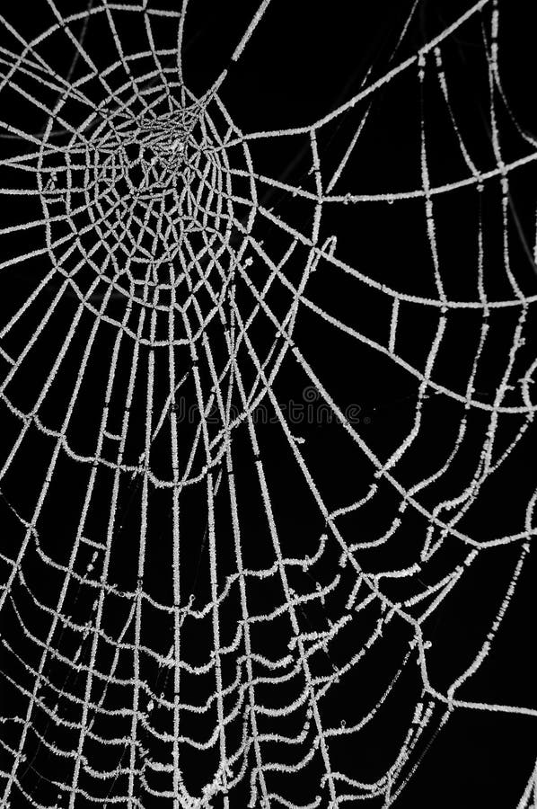 Web di ragno congelato isolato sul nero