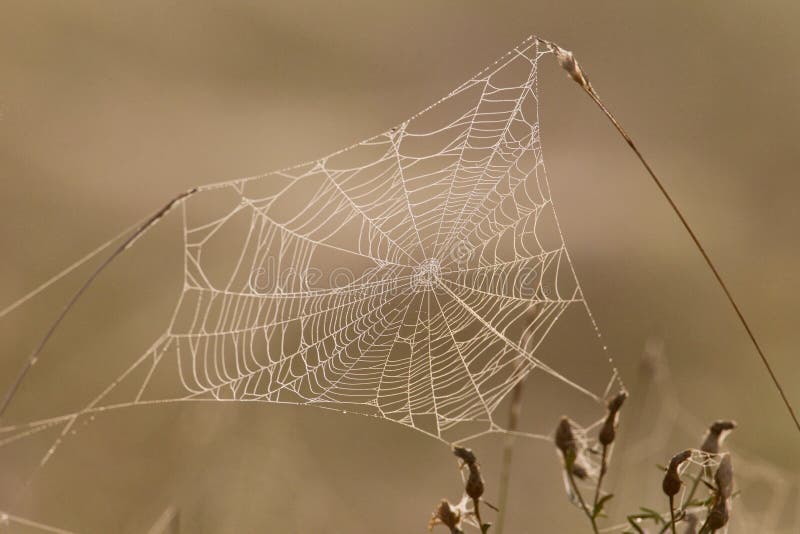 Web di ragno in pieno delle gocce di rugiada