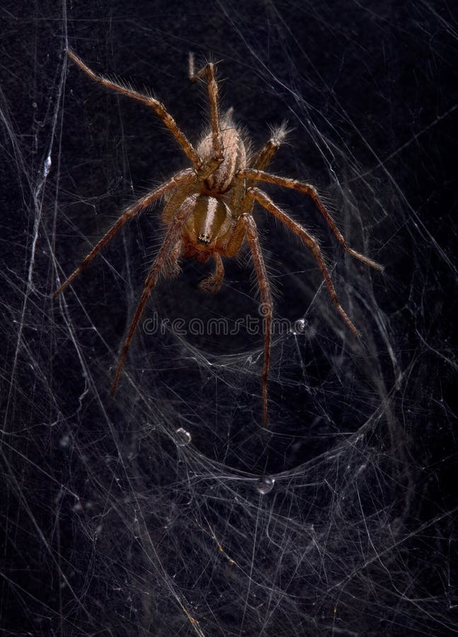 Web spider dell'imbuto