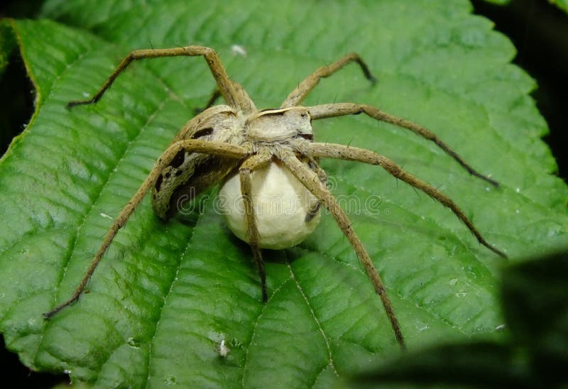 Web spider della scuola materna con l'ooteca