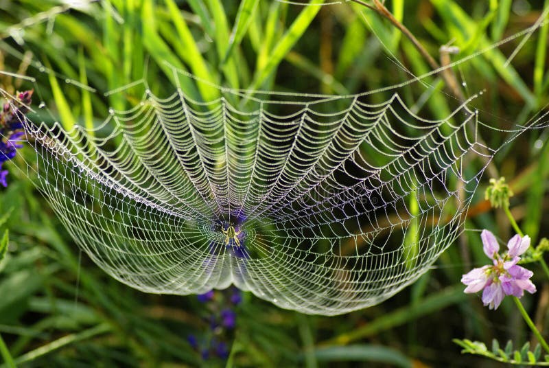 Spider web with water drops. Spider web with water drops