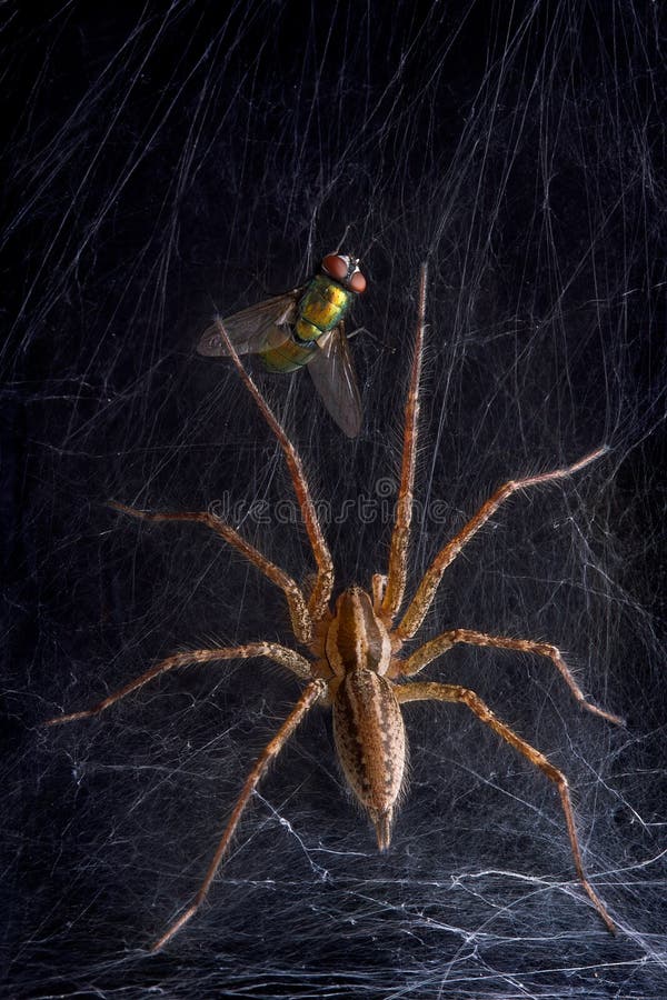 Web spider e mosca dell'imbuto