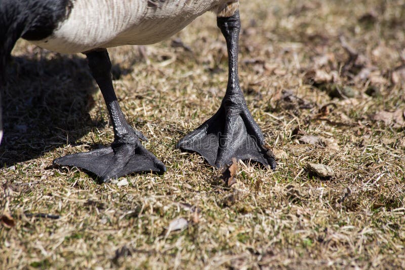 Webbed goose feet stock image. Image of fowl, legs, details - 70470479