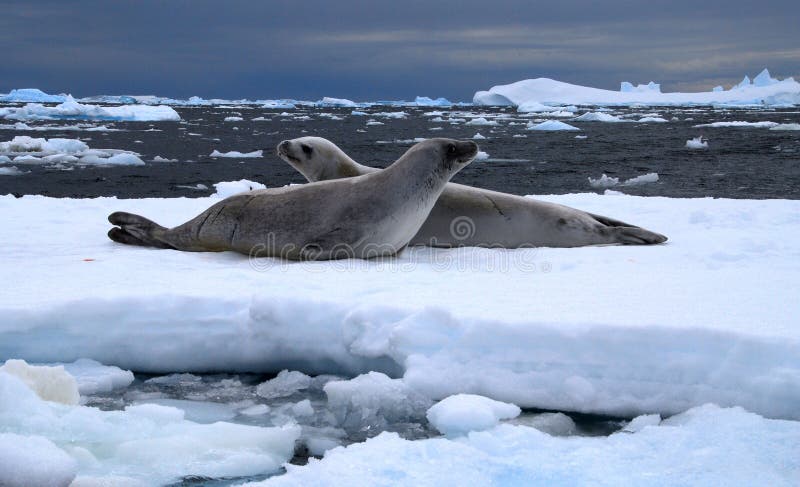 Two Weddel Seals on an ice flow in Antarctica