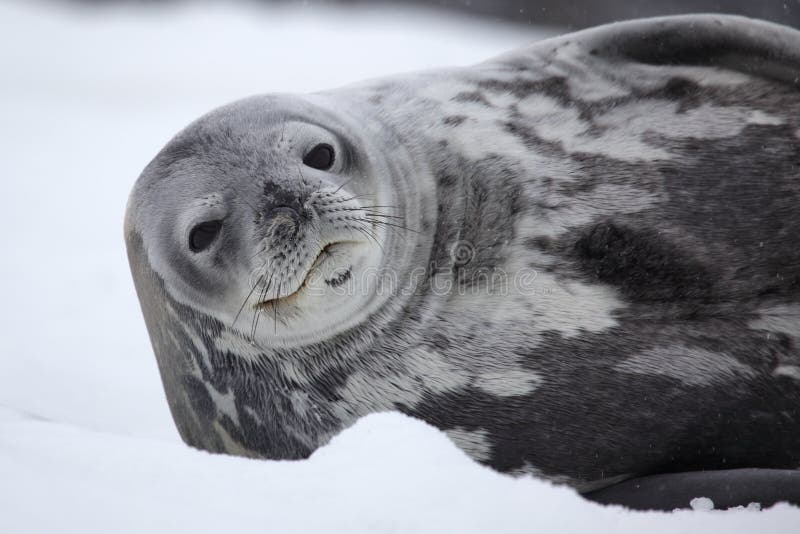 Weddell seal baby stock photo. Image of restful, antarctica 2232288