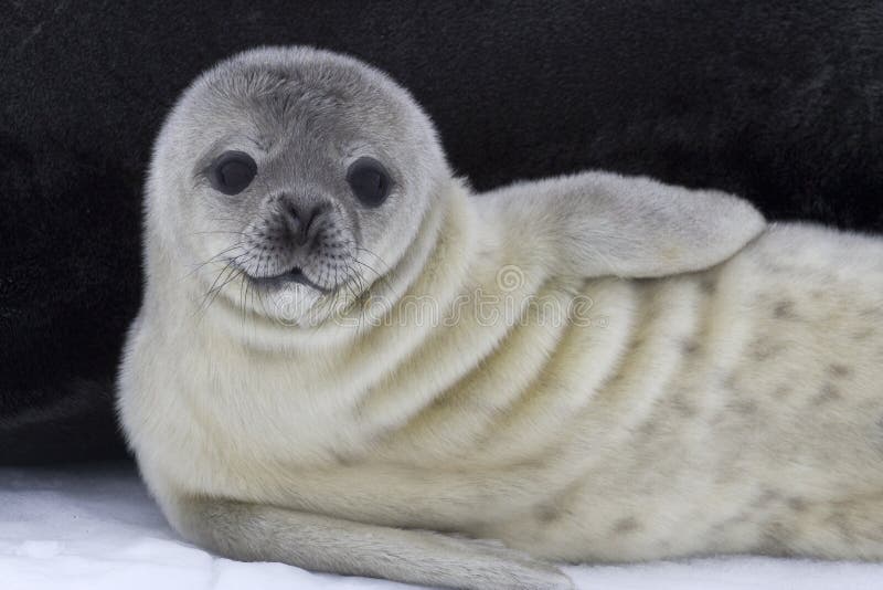 Weddell Seal Pup Near The Female On The Ice Stock Image - Image of weddell, winter: 41905687