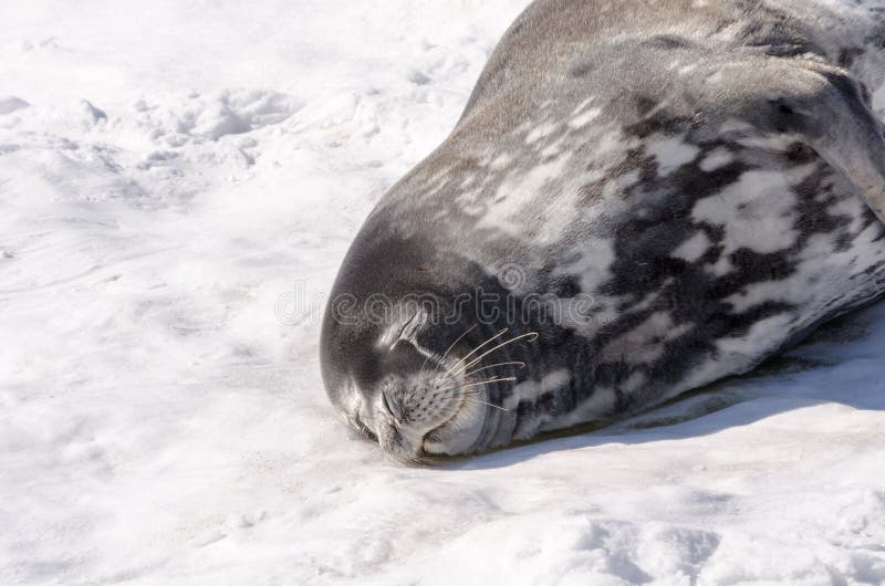 Weddell Seal at Rothera, Antarctica asleep on the ice. Weddell Seal at Rothera, Antarctica asleep on the ice.