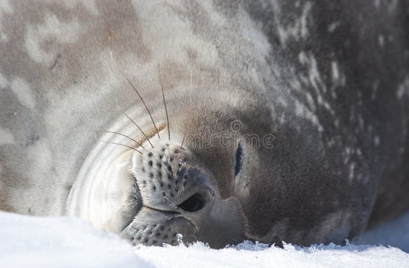 Weddell seal in antarctic peninsula. Weddell seal in antarctic peninsula