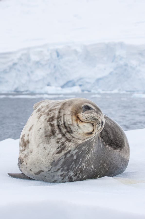 Weddell seal in antarctic peninsula. Weddell seal in antarctic peninsula