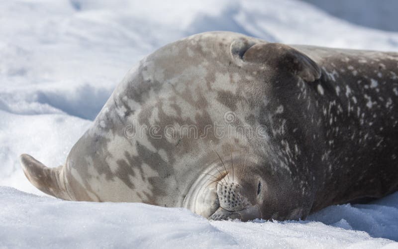 Weddell seal in antarctic peninsula. Weddell seal in antarctic peninsula