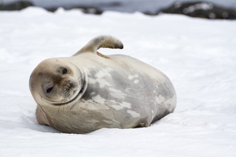 Weddell seal Leptonychotes weddellii lying on the snow, Mikkelsen Harbour, Antarctica. Weddell seal Leptonychotes weddellii lying on the snow, Mikkelsen Harbour, Antarctica