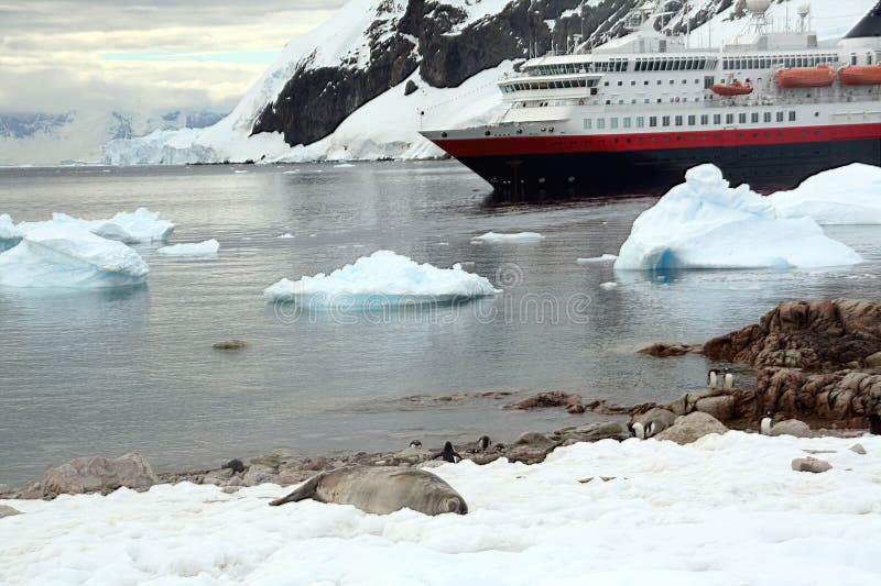 Weddell seal & Gentoo penguins,  [Leptonychotes weddellii], [Pygoscelis papua]Cuverville Island,Antarctica. Weddell seal & Gentoo penguins,  [Leptonychotes weddellii], [Pygoscelis papua]Cuverville Island,Antarctica