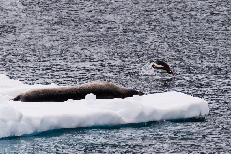 Close-up of a Weddell seal -Leptonychotes weddellii- resting on a small iceberg near the entrance of the Lemaire channel, near the Antarctic peninsula, while a Gentoo penguin -Pygoscelis papua- jumps through the water. Close-up of a Weddell seal -Leptonychotes weddellii- resting on a small iceberg near the entrance of the Lemaire channel, near the Antarctic peninsula, while a Gentoo penguin -Pygoscelis papua- jumps through the water