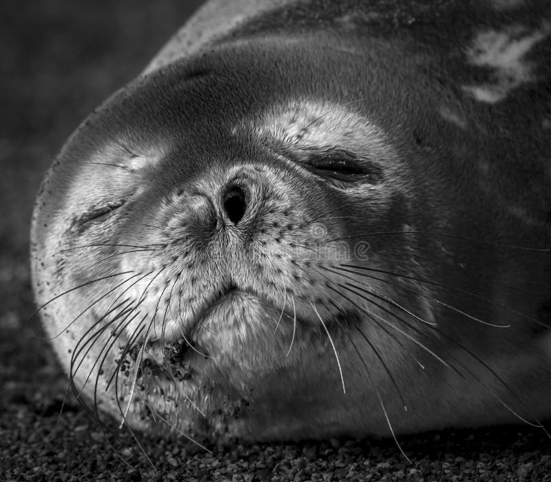 Weddell seal resting on an antartica beach,Antartic Peninsula. Weddell seal resting on an antartica beach,Antartic Peninsula